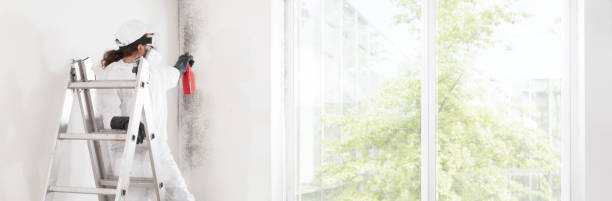 Best Water Damage & Mold Remediation  in Woodville, AL